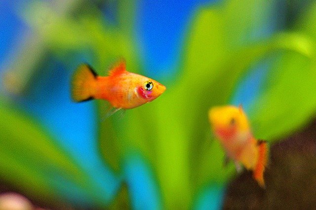 Top 10 Pet Fish Care Tips